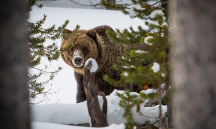 Credit: Yellowstone National Park/flickr